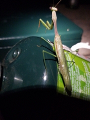 Stagmomantis limbata