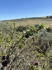 Cliffortia
