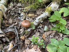 Tricholoma fulvum