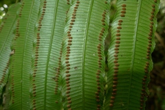 Ptisana smithii