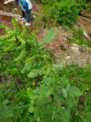 Amaranthus spinosus