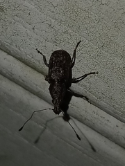 Meconemus infuscatus
