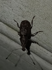 Meconemus infuscatus