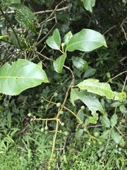 Turpinia formosana