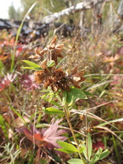 Trifolium lupinaster