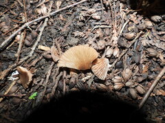 Entoloma strictius