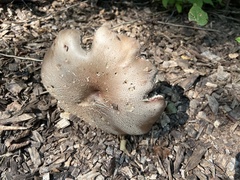 Stropharia rugosoannulata