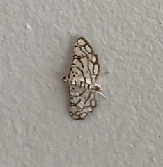 Hileithia rehamalis