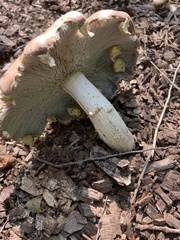 Stropharia rugosoannulata