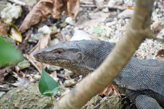 Varanus salvator macromaculatus