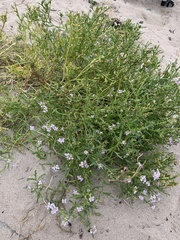 Cakile maritima maritima