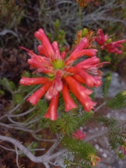 Erica abietina