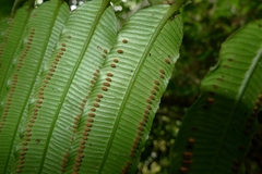 Ptisana smithii