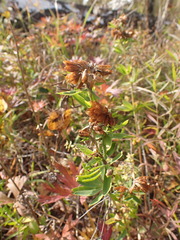 Trifolium lupinaster