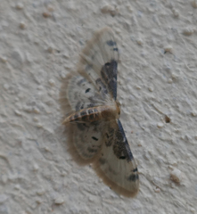 Idaea filicata