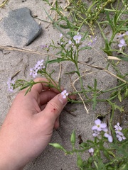 Cakile maritima maritima