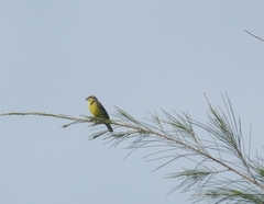 Crithagra mozambica