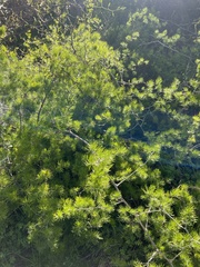 Asparagus retrofractus