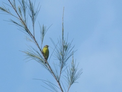 Crithagra mozambica