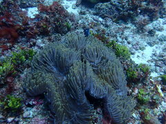 Heteractis magnifica