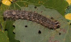 Acronicta megacephala