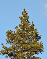 Pinus ponderosa