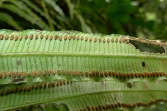 Ptisana smithii