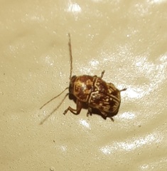 Pachybrachis turbidus