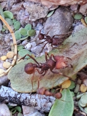 Acromyrmex versicolor