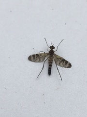 Sylvicola