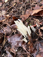 Clavaria fragilis