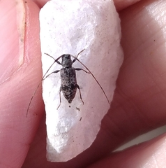Leiopus femoratus