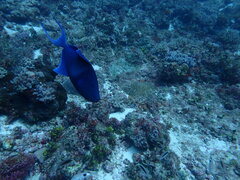 Odonus niger