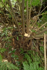 Ptisana smithii