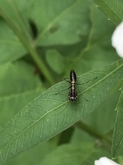 Odontomantis planiceps