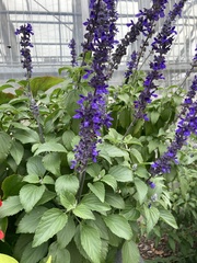 Ajuga genevensis