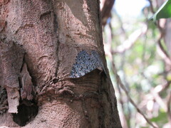 Hamadryas