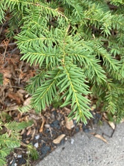 Taxus