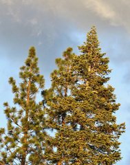Abies concolor
