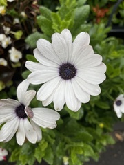 Dimorphotheca ecklonis