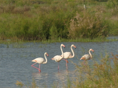 Phoenicopterus roseus