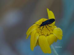 Melacoryphus lateralis