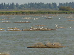 Ichthyaetus melanocephalus