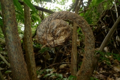 Ptisana smithii