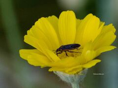 Melacoryphus lateralis