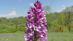 Orchis × hybrida