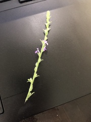 Verbena canescens