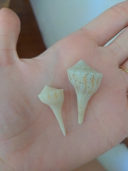 Sinistrofulgur sinistrum