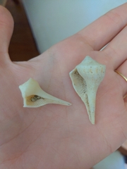 Sinistrofulgur sinistrum