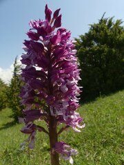 Orchis × hybrida